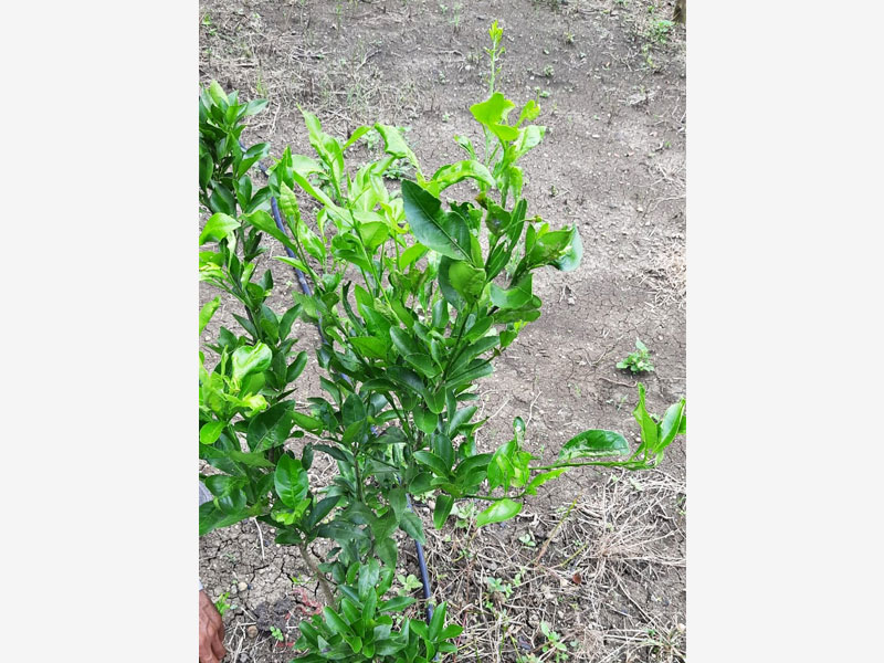 Image 15